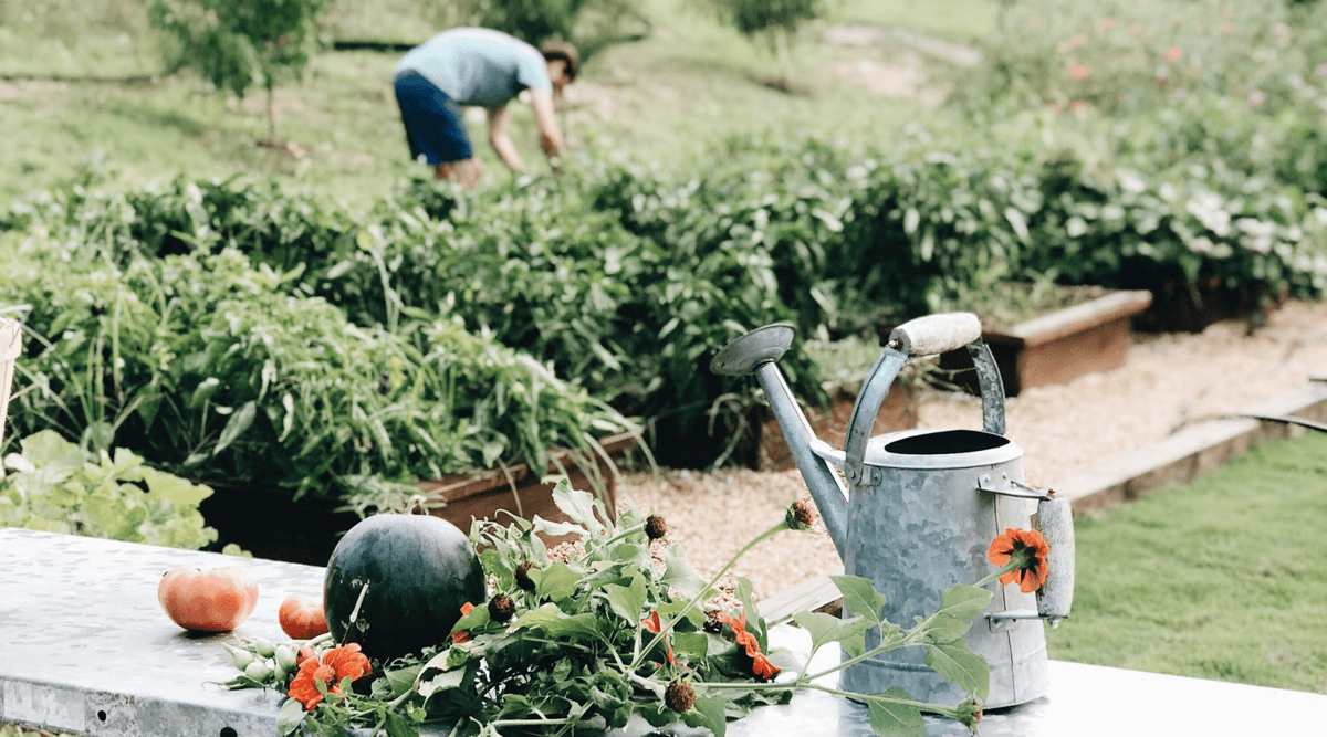 10 Tips on how to start a homestead, ensuring you're off to a great, smooth start