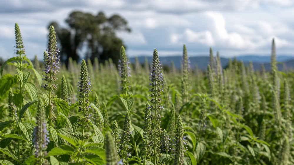 Why Chia Seeds Is Good for Health and How to Use Them