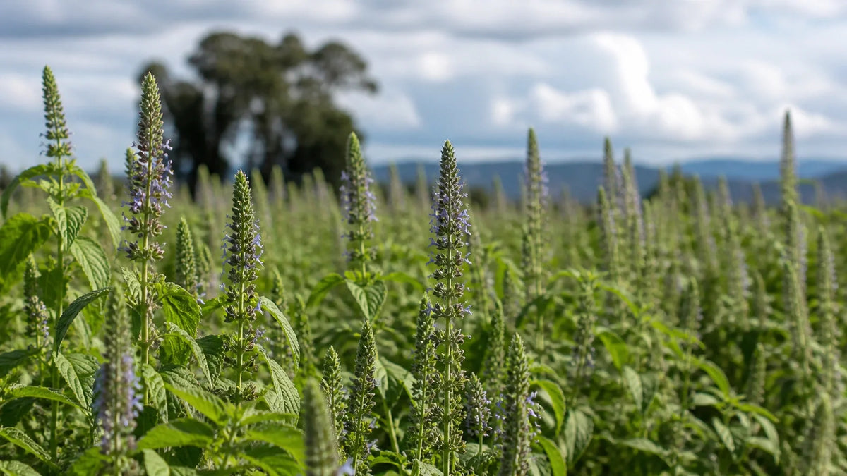 Why Chia Seeds Is Good for Health and How to Use Them