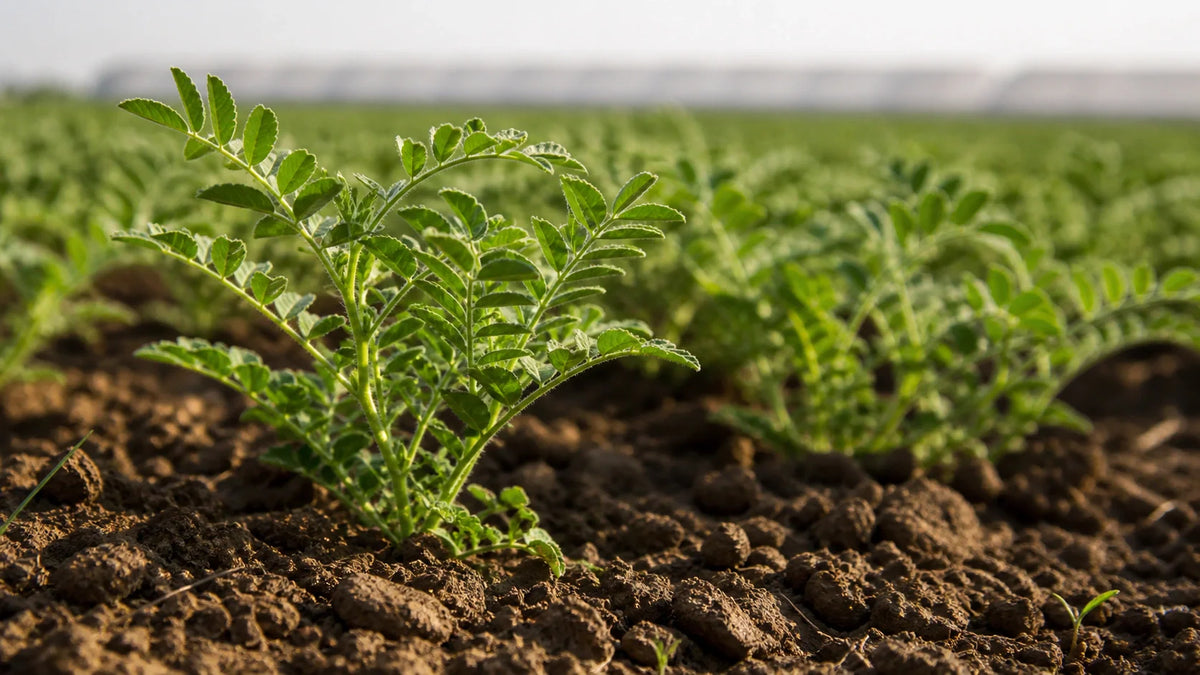 8 Impressive Chickpeas Benefits for Your Health