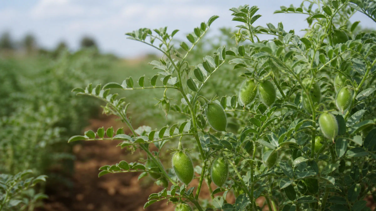 1 Cup Dried Chickpeas in Grams: The Practical Pantry Guide