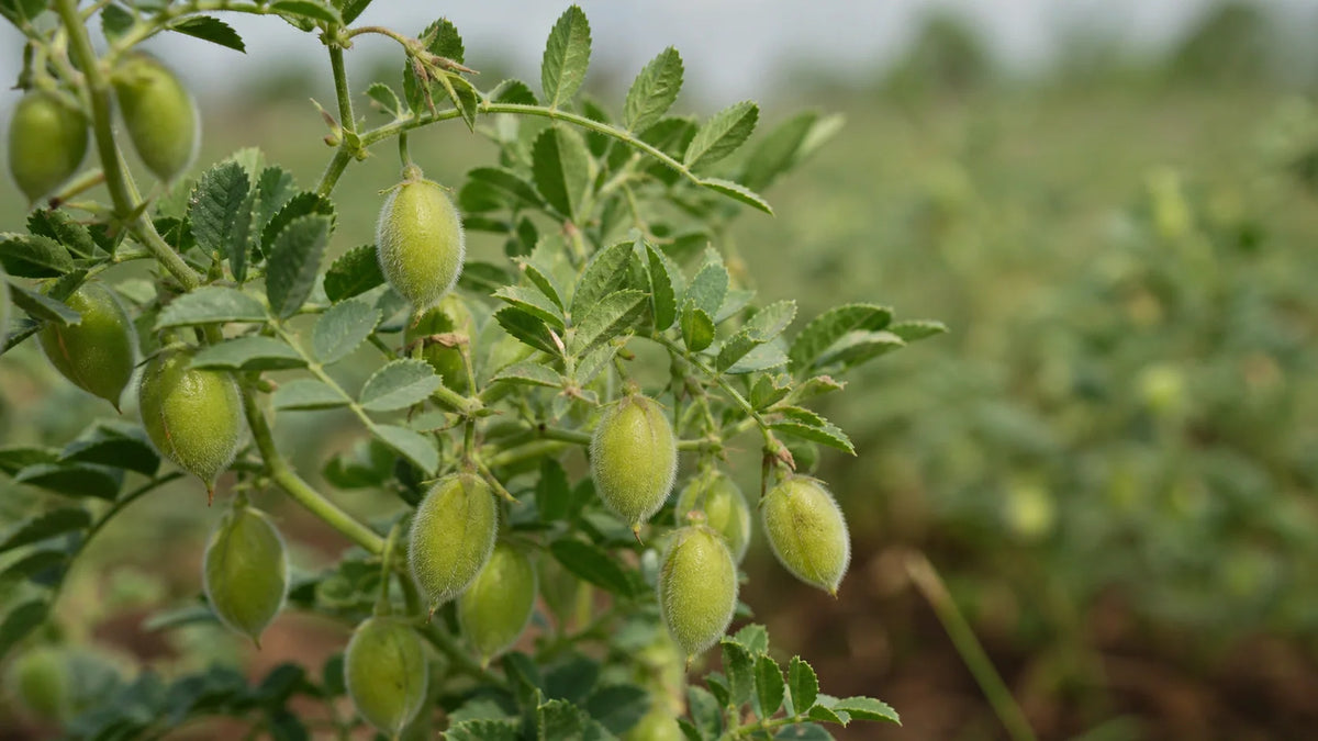 How Long to Soak Dried Chickpeas for Best Results
