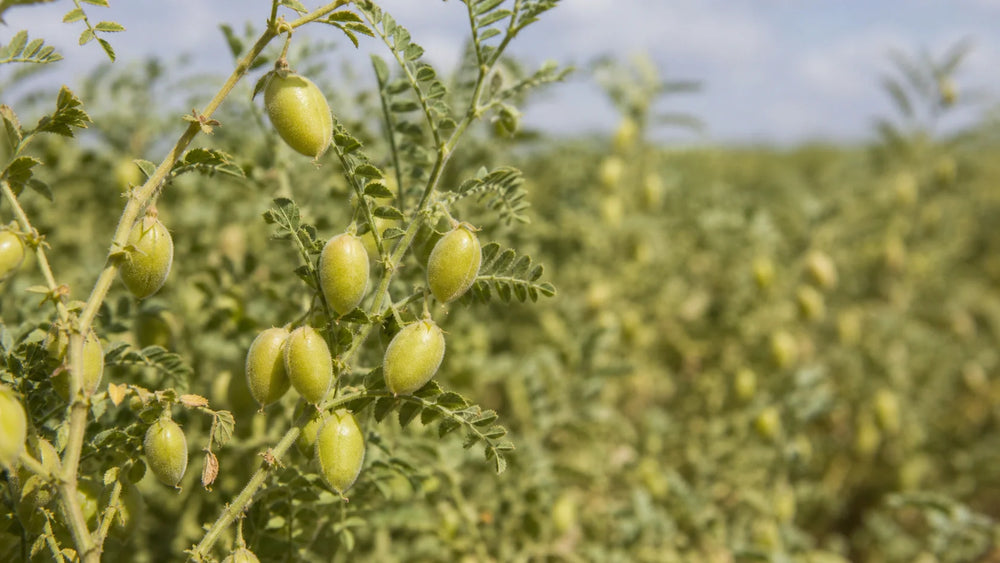 Desi vs Kabuli Chickpeas Nutrition: Which Is Better?
