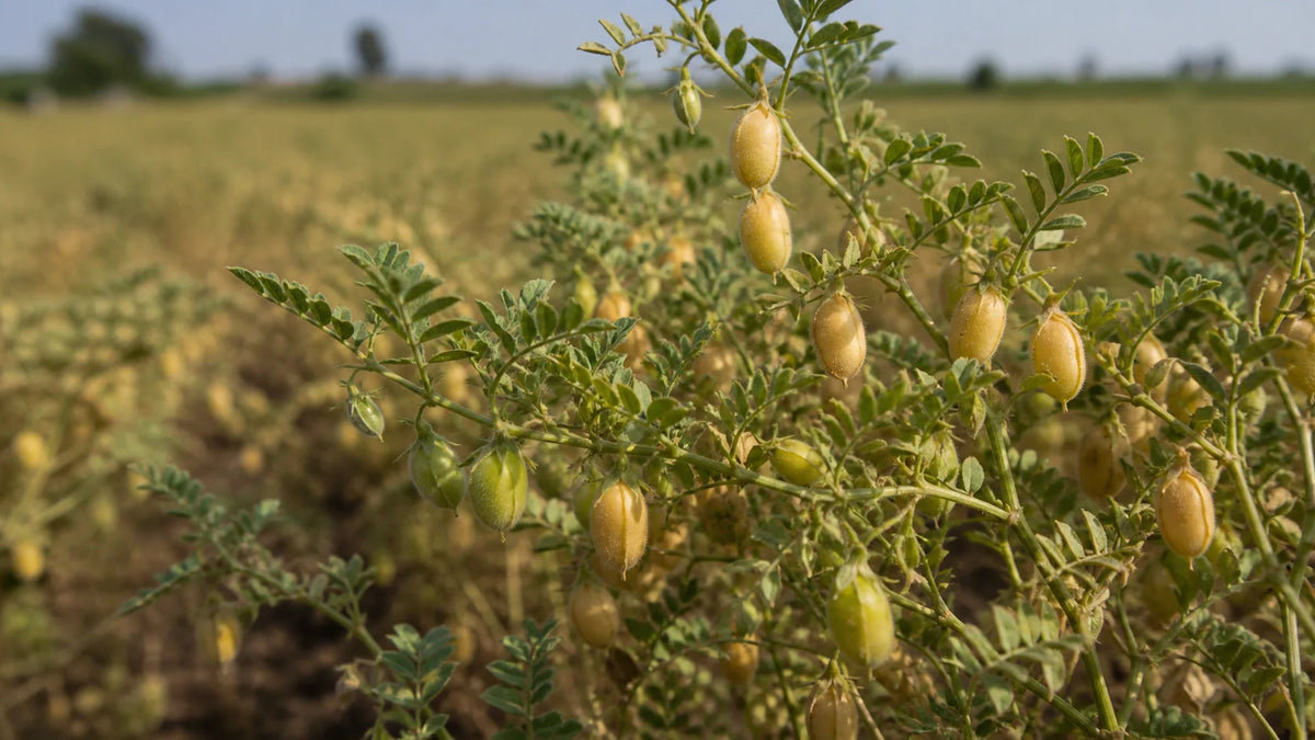 Exploring Black Chickpeas Health Benefits for Your Pantry