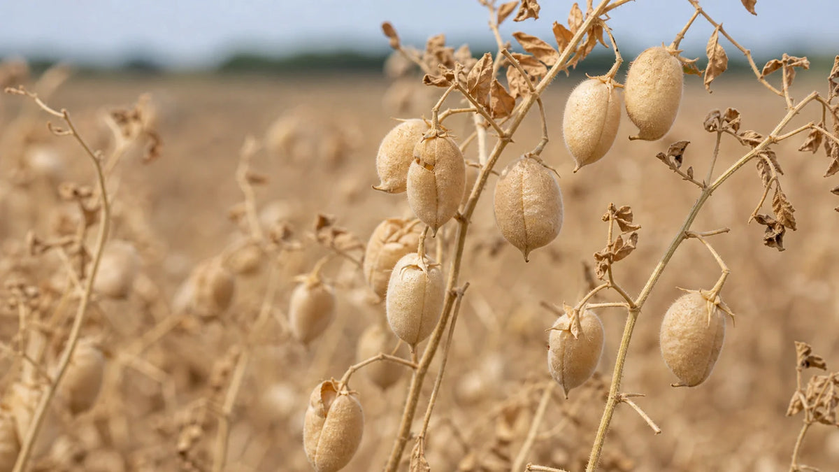 Dried Chickpeas Benefits: A Simple Pantry Strategy