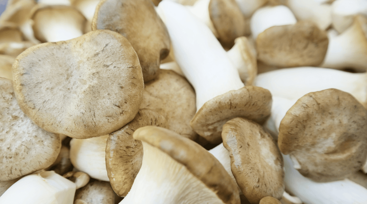 Exotic Mushrooms On The Menu: Discover Their Culinary And Medicinal Uses