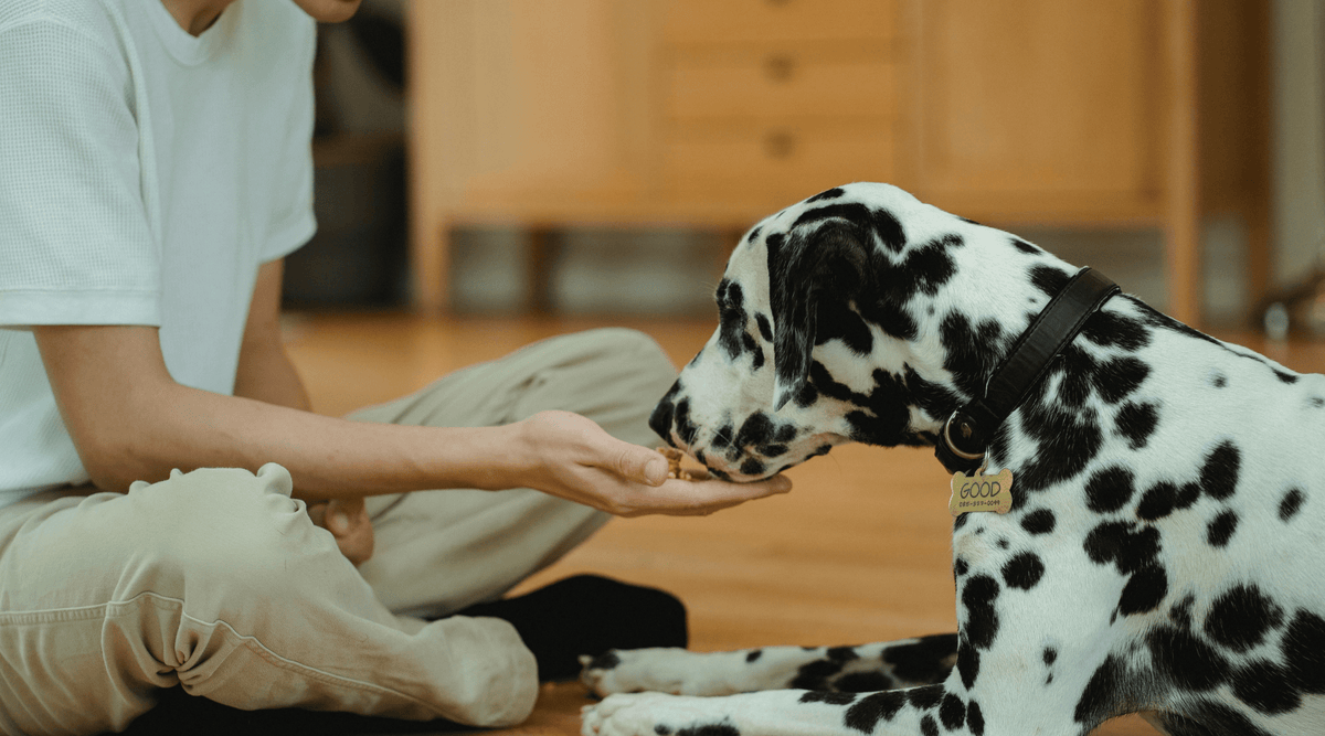 Nuts and Seeds For Your Pets: The Good, The Bad, and The Healthy