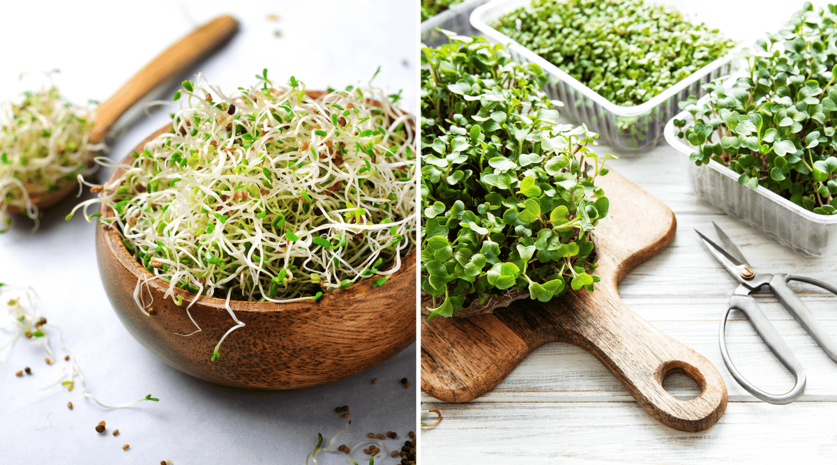 Brotes vs. Microvegetales: ¿Son lo mismo o no?