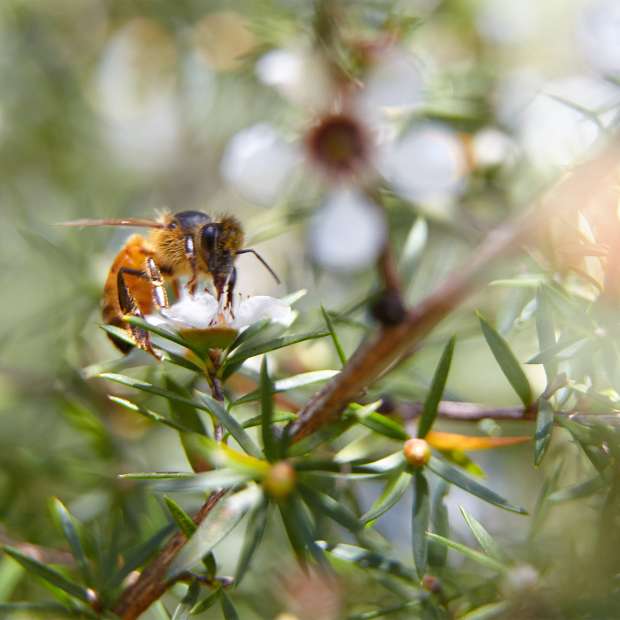 Manuka Honey, Honey - Country Life Natural Foods