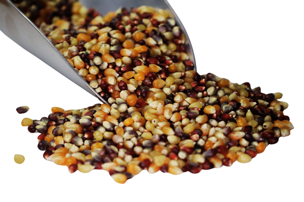 Popcorn, Multi-Color Organic, Grains - Country Life Natural Foods