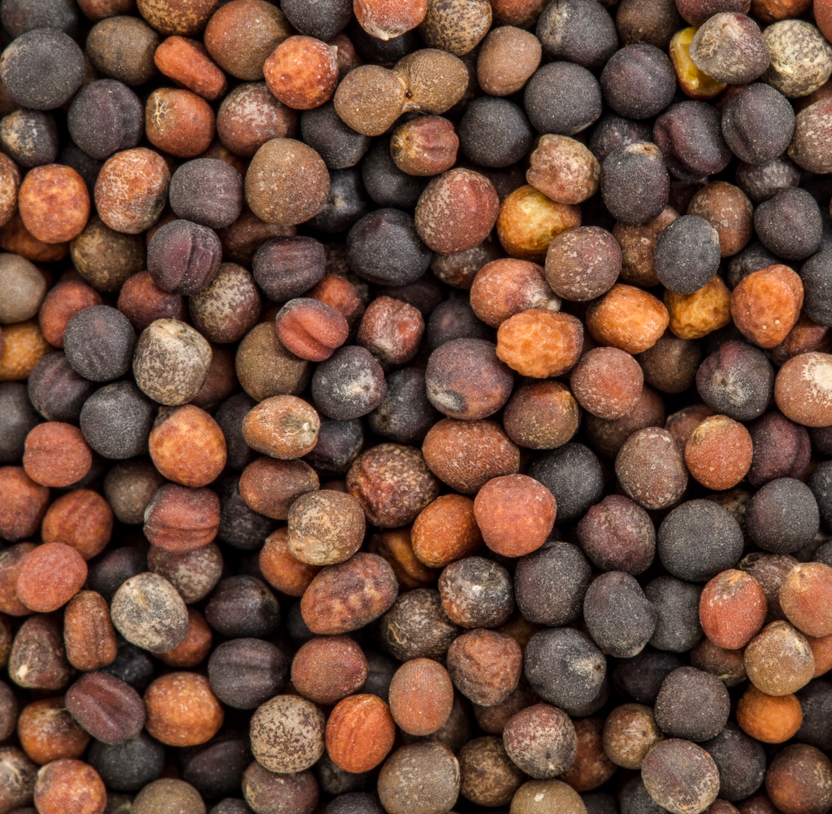 Broccoli Seeds